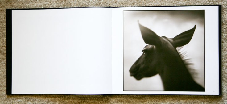 Nick_Brandt-On_This_Earth_4