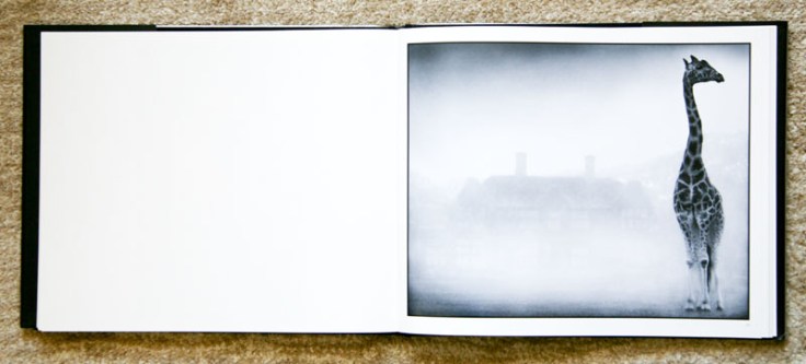 Nick_Brandt-On_This_Earth_5