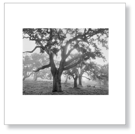 sexton-oaks_fog_lg