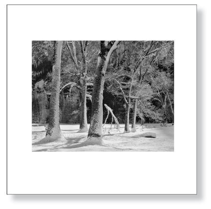 sexton-trees_snow_winter_lg