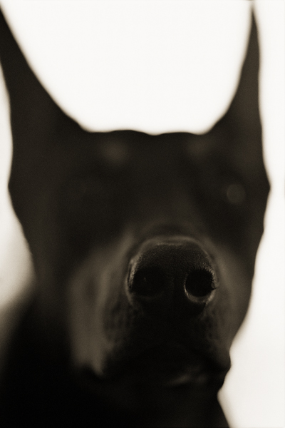 batdog