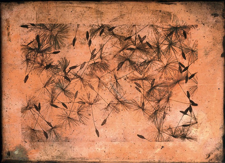 pl-51_Seeds-photobook