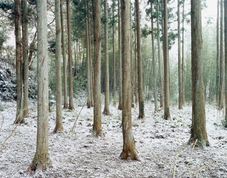 Phelps_Not_Niigata_plate-10