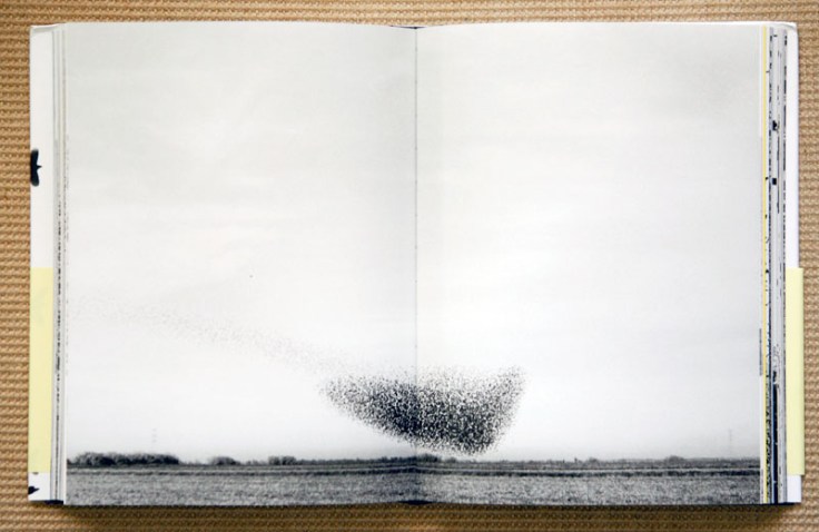 Lukas_Felzmann_Swarm_1