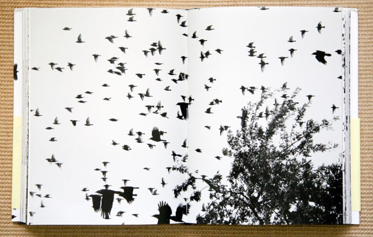 Lukas_Felzmann_Swarm_5