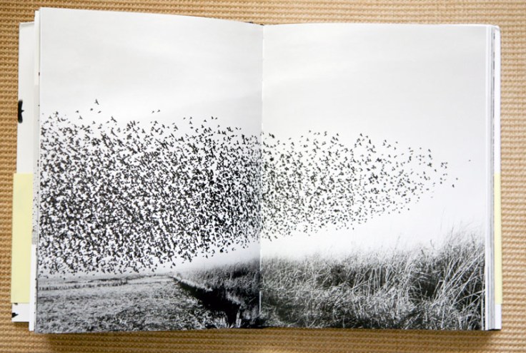 Lukas_Felzmann_Swarm_6