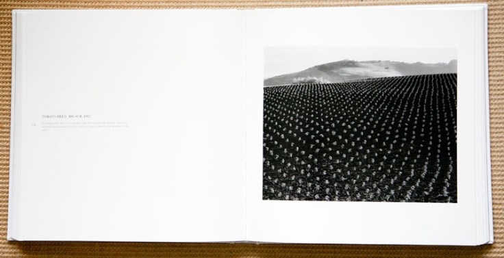 Edward_Weston_Tomato_Field_Big_Sur_1937