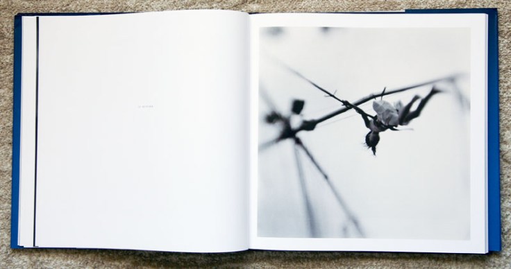 Keith_Carter-Fireflies_5