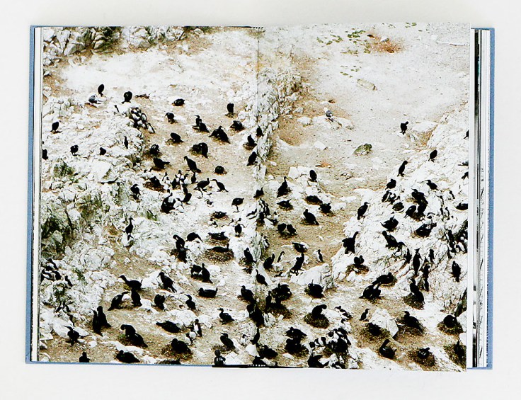 Lukas_Felzmann-Gull-Juju_3