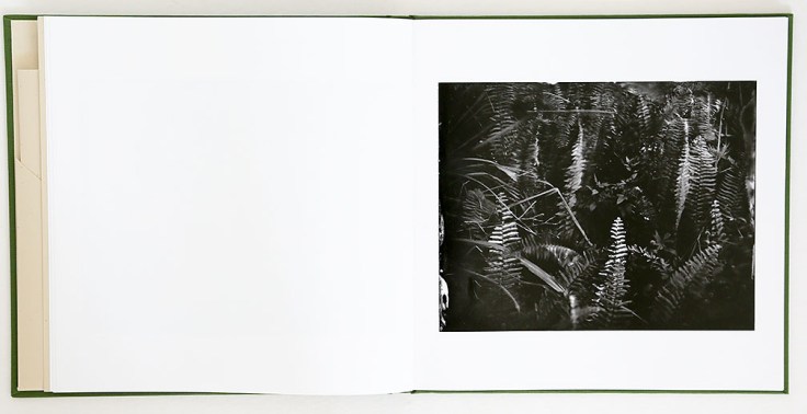 lisa_elmaleh-everglades_2