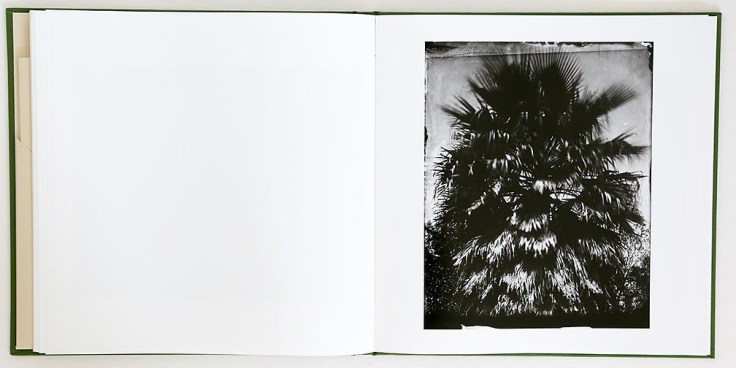 lisa_elmaleh-everglades_6