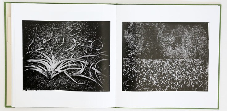 lisa_elmaleh-everglades_7