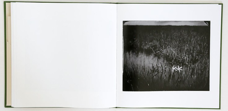 lisa_elmaleh-everglades_8