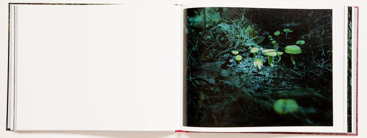 Alice_Hargrave-Paradise_Wavering_7