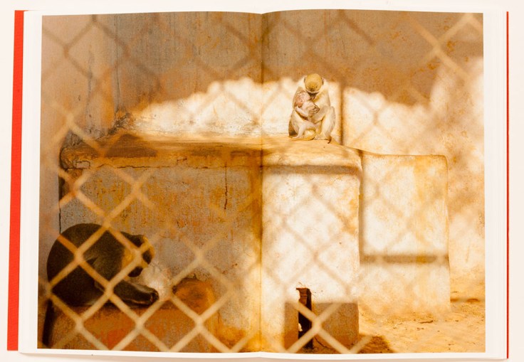 Lynn_Alleva_Lilley-Tender_Mint_1