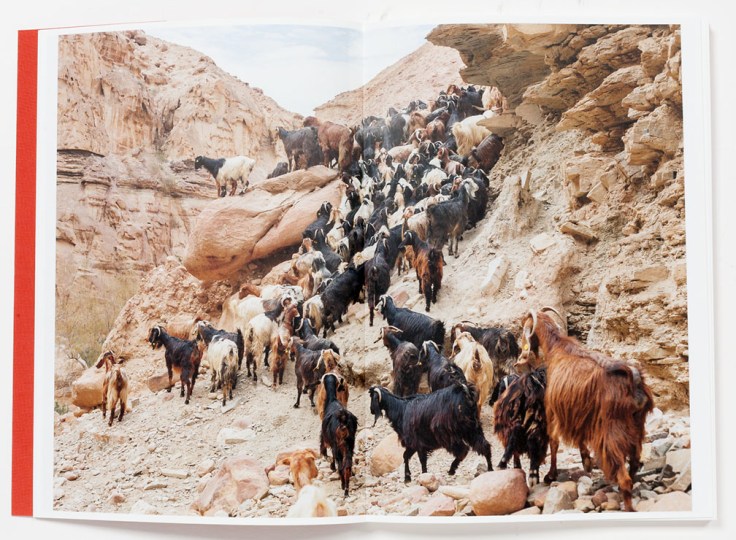 Lynn_Alleva_Lilley-Tender_Mint_3