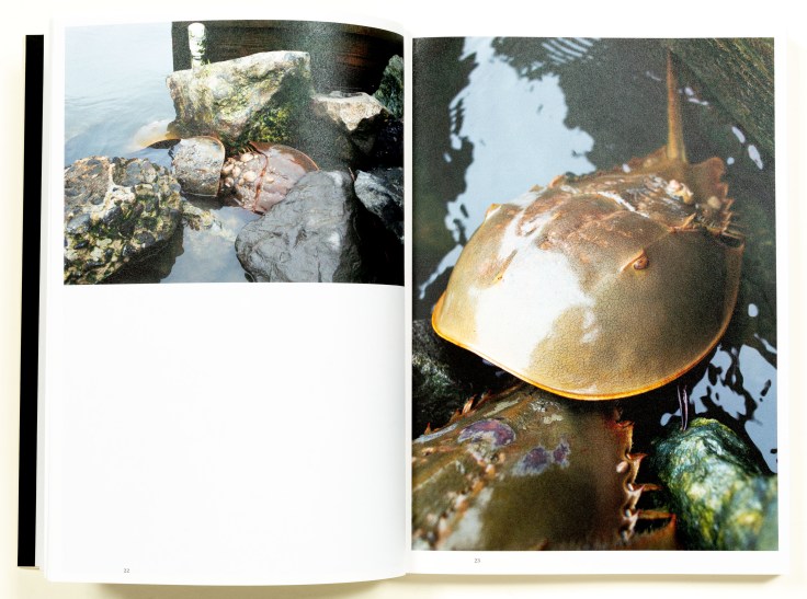 Lynn_Alleva_Lilly-Deep-Time_3