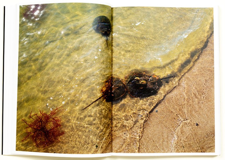 Lynn_Alleva_Lilly-Deep-Time_4