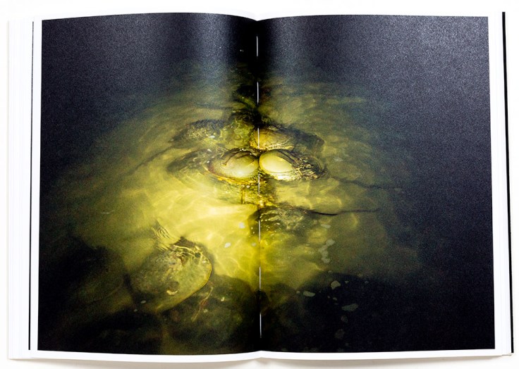 Lynn_Alleva_Lilly-Deep-Time_7