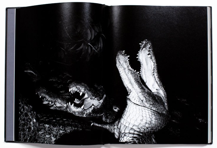 Bil_Zelman-And_Here_We_Are_2