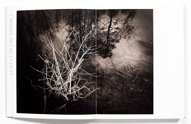 Regina_Anzenberger-Shifting_Roots_1