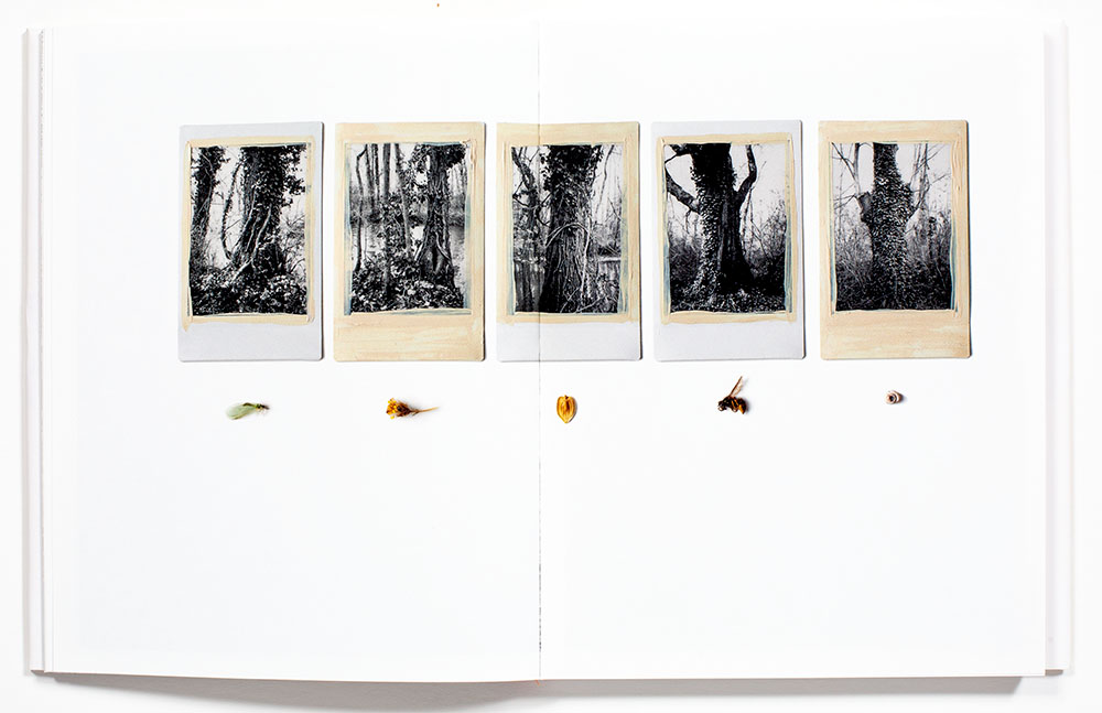 Regina_Anzenberger-Shifting_Roots_3