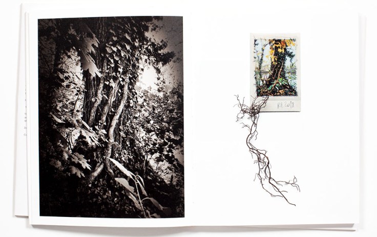 Regina_Anzenberger-Shifting_Roots_4