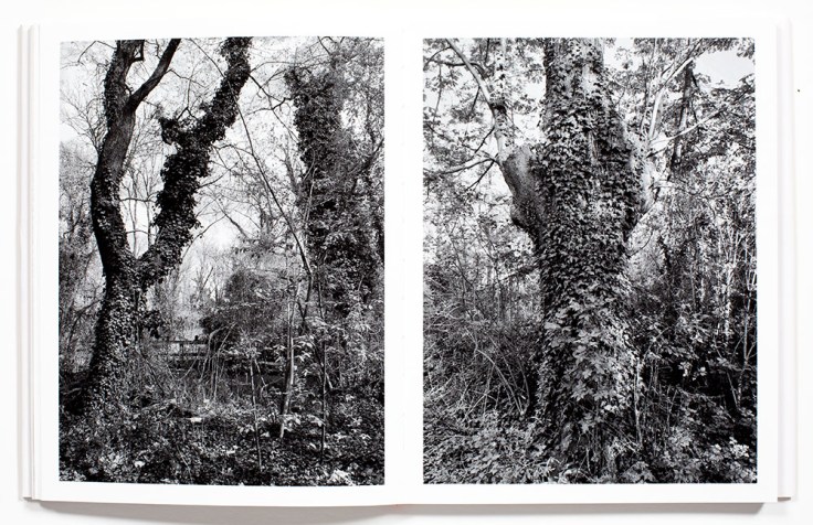 Regina_Anzenberger-Shifting_Roots_6