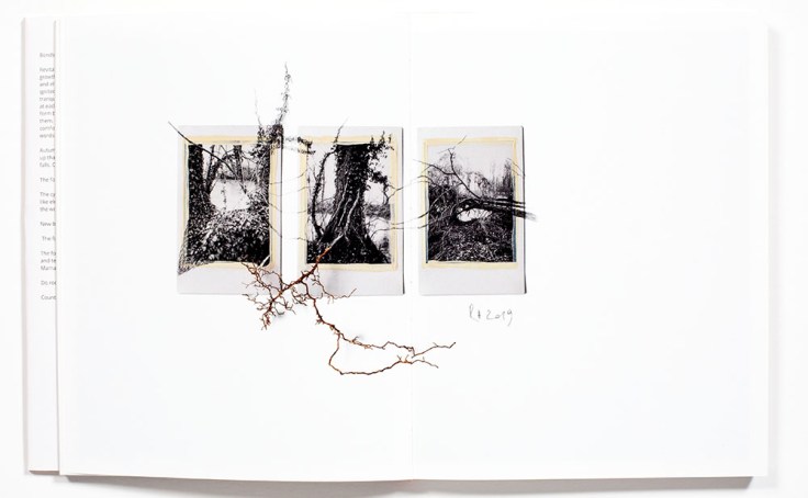 Regina_Anzenberger-Shifting_Roots_8